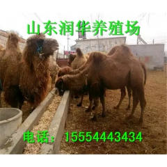 骆驼养殖场 云南有养骆驼的吗？旅游用双峰骆驼价格 单峰骆驼