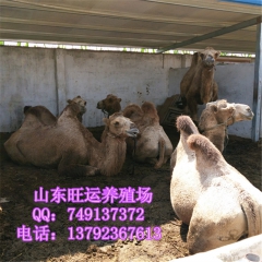 双峰骆驼 纯种羊驼养殖场 小羊驼 种羊驼 出售羊驼最新价格