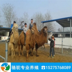 山东骆驼养殖场 出售单峰骆驼 旅游双峰骆驼 训练好可以乘骑拍...
