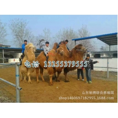 哪里卖骆驼 在哪里能买到骆驼价格便宜 骑乘照相骆驼购买价格