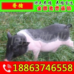 养殖巴马香猪 巴马香猪猪苗价格 藏香猪 黑香猪价格