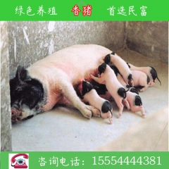 巴马香猪养殖场  民富养殖场常年直销巴马香猪