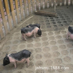 【厂家直销】批发小香猪 高品质健康小香猪 诚信经营 品质保证