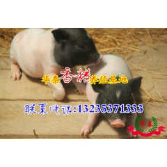 小巴 巴马香猪 高品质健康香猪