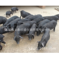环江香猪山林养殖 纯种环江香猪 环江香猪仔猪 繁育环江香猪纯...