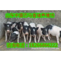 大量供应巴马香猪 小香猪仔 纯种香猪种猪 包运输