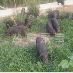 江苏魏航生态藏香猪养殖基地 批发销售藏香猪 生态黑猪