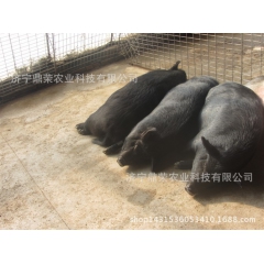 宠物猪原产地供应、迷你小香猪、支持混批、大巴发货、死亡赔偿