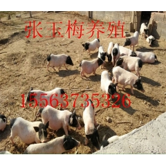 香猪养殖基地、低价售香猪、香猪苗、宠物猪、荷兰猪，送技术光盘