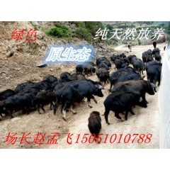 江苏湘淮生态黑猪养殖场出售林芝藏香猪
