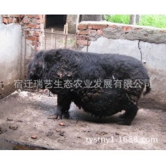 瑞艺公司藏香猪养殖保种，供应藏香猪 生态香猪育种 藏香黑猪