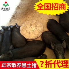 正谊有机放养黑猪 散养生态黑香猪 农家黑土猪养殖 生态藏香猪...