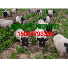出售优质巴马香猪 香猪价格 香猪苗多少钱一只
