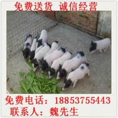 供应 巴马香猪 香猪苗 繁殖母猪 香猪种 巴马香猪养殖基地