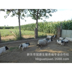 大量供应适合农村致富项目的生态养殖巴马小香猪 猪肉多少钱