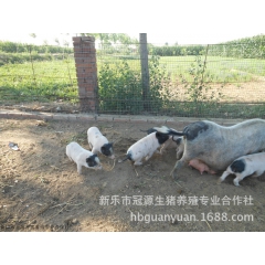 石家庄新乐香猪养殖合作社供应优质山西香猪养殖场散养巴马香猪