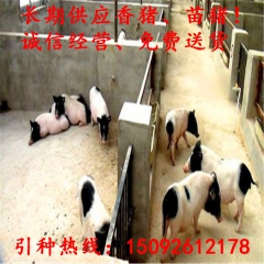 河北省出售巴马香猪 巴马猪仔 种猪香猪 宠物猪
