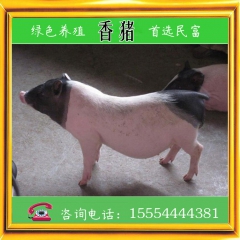 出售宠物香猪 泰国小香猪  巴马香猪