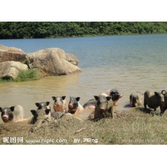黑龙江伊春市巴马香猪 常年提供巴马香猪