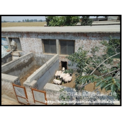 石家庄养殖巴马香猪价格 巴马香猪猪苗价格 藏香猪 黑香猪价格