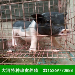 出售巴马香猪 巴马香猪价格 香猪大型养殖基地