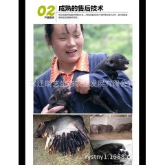 黑香猪生态肉食 吃草香猪 批发土香猪 瑞艺公司供应香猪种苗