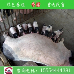 牡丹江直销小香猪   巴马香猪厂家供应  直销市场价格