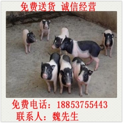 供应巴马小香猪猪苗 迷你小香猪 小香猪猪苗的价格 香猪养殖场