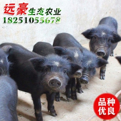 厂家批发纯生态藏香猪 猪苗 藏香猪苗 小猪苗品种齐全量大优惠