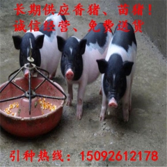 优质猪苗900元/只 买100只小香猪送2只藏香猪 批发藏香...