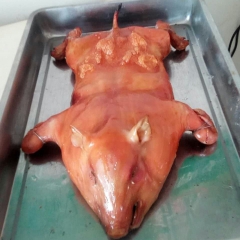 生态香猪