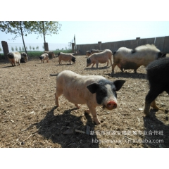 山东巴马香猪 藏香猪 河北巴马香猪特种养殖场