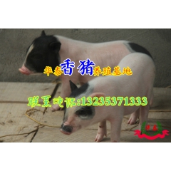 巴马香猪的价格//出售巴马香猪 【小香猪仔纯种香猪种猪】
