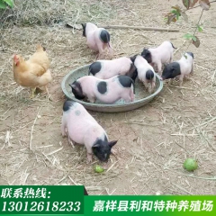 迷你巴马香猪出售 纯种巴马香猪的价格 养殖巴马香猪、宠物猪