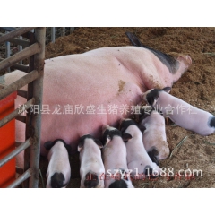 私人订制特种香猪 土香猪 黑色香猪 野香猪养殖 培育香猪种猪