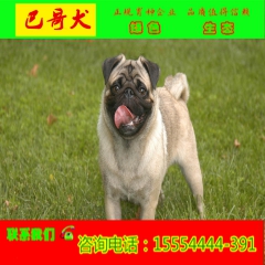 山东省巴马香猪养殖场 养殖巴马香猪基地 纯种巴马香猪