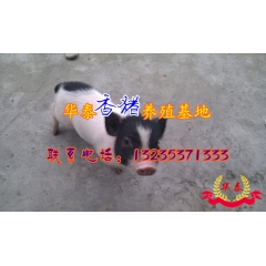 巴马迷你小香猪养殖场 高蛋白质小香猪 营养丰富 价格实惠