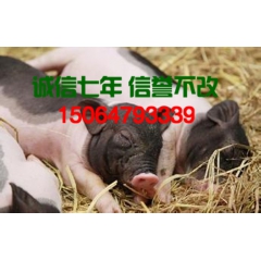 高瘦肉率藏香猪 低脂肪藏香猪 吃草藏  香猪价格