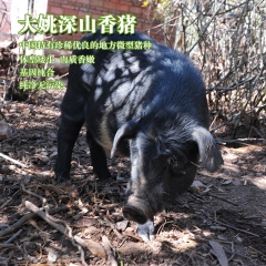 云南楚雄大姚香猪 基地散养生猪 天然无公害香猪量大从优全国包...
