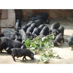 从江香猪 纯种从江香猪猪苗 养殖从江香猪 繁育优良从江香猪种...