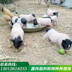 厂家直销香猪苗 巴马香猪  香猪种猪  低价招代理