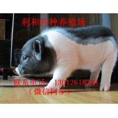 大量供应山西特种养殖巴马香猪 种猪.香猪多少钱 宠物猪