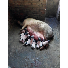 大量供应山西特种养殖巴马香猪种猪.小香猪苗多少钱 北方巴马香...