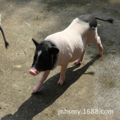 【厂家直销】特价小香猪 高品质健康小香猪 诚信经营 品质保证