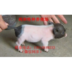 大量供应香猪 香猪的最新价格  香猪的养殖技术  宠物猪