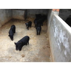 月供1000头藏香猪，适合生态农庄放养，国内高端土黑猪