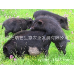 优质香猪品种藏香猪 高瘦肉率藏香猪 低脂肪藏香猪 吃草藏香猪