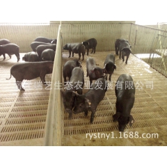 纯种从江香猪吃草的黑香猪 瑞艺公司供应从江香猪 藏香猪 香猪...