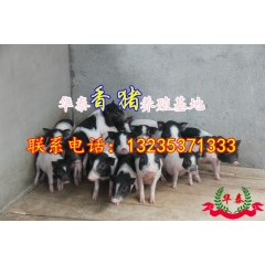 【厂家直销】品质香猪 高品质香猪 诚信经营 品质保证