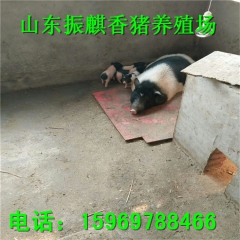 出售巴马香猪小香猪 宠物猪 迷你猪香猪 种猪